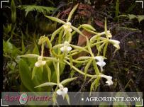 : Epidendrum lacustre